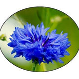 Bachelor Button Flower Seeds - Blue Boy - Cornflower - Pollinator Flower - Container Flower, flower seed