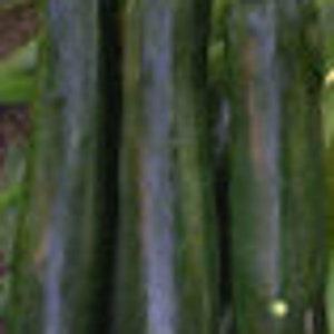 21 Organic Non-GMO Zucchini Black Beauty Seeds.