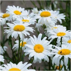 100 Pcs  Alaska Shasta Daisy Flower Seeds-  Chrysanthemum Maximum   (C.X Superbum  )Perennial Flower /(FL310)