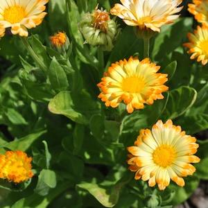 Calendula Seeds (10) - Oopsy Daisy