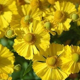Owls Claws Sneezeweed Helen's Flower 0.5g - 200 Seeds - Helenium Hoopesii NON GMO