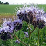 Lacy Phacelia / Blue Tansy - Phacelia Tanacetifolia - Rare 'Plant' Seeds - Blue Tansy, Purple-White, Laceleaf Phacelia, Blue Scorpionweed