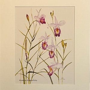 Bamboo Orchid Watercolor Print