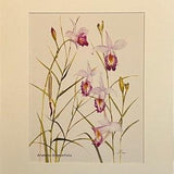 Bamboo Orchid Watercolor Print