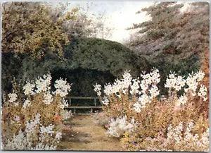 Madonna Lilies Summer garden Flowers Beautiful View Nature Vintage Postcard