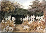 Madonna Lilies Summer garden Flowers Beautiful View Nature Vintage Postcard
