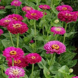 30+ Purple Zinnia Elegans Flower Seeds-Youth and Age -Dahlia Purple Prince-Common Zinnia- Zinnia Elegans-Butterfly attracting annual-B477