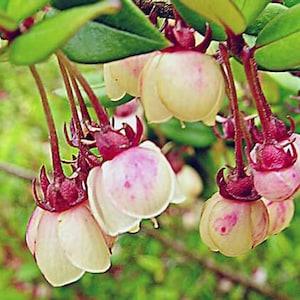 Rare Chilean Guava / Murtilla - Ugni Molinae Fruit - 10 seeds