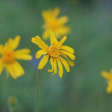 Woolly Sunflower Seeds (Eriophyllum Lanatum)