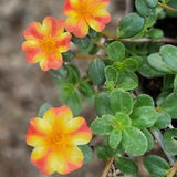 Orange Twist Portulaca Purslane Flower Seeds
