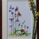 A4 Mounted Print, Australian Ground Orchids, Wall Art, Jennifer Scott, Wildlife Art, Sun Orchid, Beard Orchid, Spider Orchid, Helmet Orchid