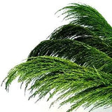Green Pampas Grass Decor Tall, 4pcs 43.3