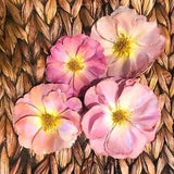 Preserved dried/styled medium pink roses for Floral Arrangements/crafts/DIY