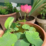 20+ Nelumbo nucifera seeds pack | Egyptian Bean | Sacred Lotus |  | Germination Tested.