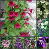 Asarina scandens mix Flower Seeds from Ukraine