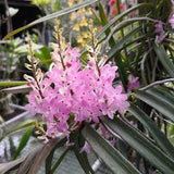 Orchid Vanda christensonia Pink Tropical Hanging Plants
