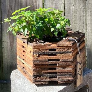232. Salvaged Red Pine Wood Hanging Basket Planter for Orchids, Bromeliads, Ferns, Cacti, Other Epiphytes and Succulents
