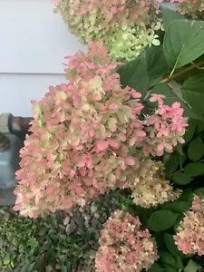 Dried Hydrangea Bouquet 5 HUGH Green Limelight Mophead Hydrangea Wreath Floral