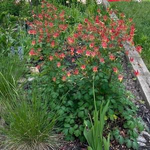 25+ Wild Columbine SEEDS, Aquilegia canadensis