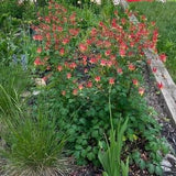 25+ Wild Columbine SEEDS, Aquilegia canadensis