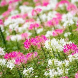 50 seeds Cleome (Cleome Hassleriana Queen Mix)