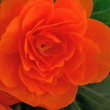 50+ Wax Orange Begonia Tuberosa Flower Seeds- Begonia Double Orange-Begonia Tuberosa -Great Annual houseplants-B010