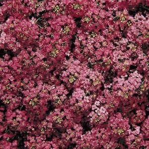 50+ seeds lovely Unique Rose Alyssum Seeds