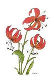 Irene Shaver : "TIGER LILY" Blank Notecard Greeting!