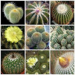 30 Seeds-  Eriocactus Cactus Mix Seeds-Perennial Cactus- Q049