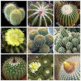 30 Seeds-  Eriocactus Cactus Mix Seeds-Perennial Cactus- Q049