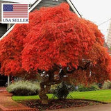 Acer Palmatum Atropurpureum - Red Japanese Maple - Bonsai Seeds - 10 seeds