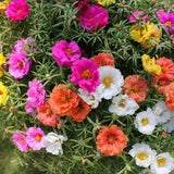 Portulaca Seeds Moss Rose, Double Mix Portulaca, Mixed Colors, Succulent, 5000 Seeds // Non-GMO, Portulaca grandiflora