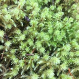 Wholesale Big Shaggy Moss, terrarium moss, habitat moss.