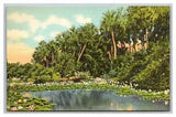 Water Lilies in Bloom in the Sunny South 8 Asheville Post Card Co Linen Postcard