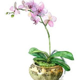 Potted Orchid Painting - Print titled, 