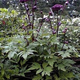GIANT ANGELICA PURPUREA Atropurpurea Purple Stems! Hardy Perennial Large Native Wild 10 Seeds