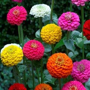 100 Seeds- Zinnia Lilliput Mix Flower Seeds-pv107- ZINNIA ELEGANS-Sweet Annual