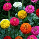 100 Seeds- Zinnia Lilliput Mix Flower Seeds-pv107- ZINNIA ELEGANS-Sweet Annual