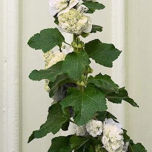DOUBLE WHITE HOLLYHOCK Alcea Rosea Plena Chaters Hardy Perennial, 5 Seeds