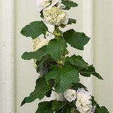 DOUBLE WHITE HOLLYHOCK Alcea Rosea Plena Chaters Hardy Perennial, 5 Seeds