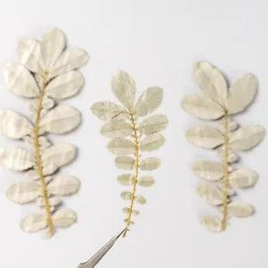 M&T 12PCS Real Pressed white leaves, floral supply leaves for art craft FSS71