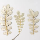 M&T 12PCS Real Pressed white leaves, floral supply leaves for art craft FSS71