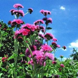 Ageratum Mix seeds (annual)