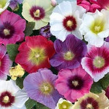 Hollyhock Flower Seeds,  Hollyhock Mixed Flower Seeds, 