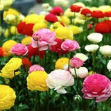 100 Seeds Ranunculus Seeds For DIY Garden Decoration Buttercup Flower Seed