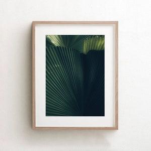 Palm Leaf Print, Tropical Wall Art, Phuket Thailand, Kitchen Decor, Plant Print, Boho Wall Decor, Large Palm Canvas, Nature Photography