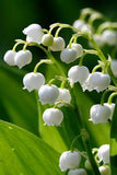 Comment conserver son brin du muguet le plus longtemps possible ? Flower Delivery
