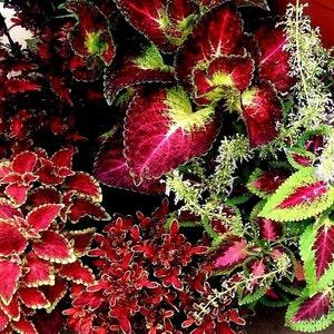 VIBRANT COLEUS MIX Shade Assortment Mixed 10 Seeds