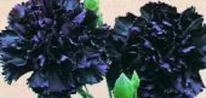 30+ KING OF BLACKS CARNATION FLOWER SEEDS / PERENNIAL