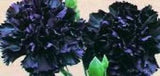 30+ KING OF BLACKS CARNATION FLOWER SEEDS / PERENNIAL